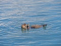 Sea otter eating a starfish in summer Royalty Free Stock Photo