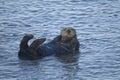 Sea otter, enhydra lutris