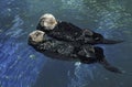 Sea Otter, enhydra lutris, Adults