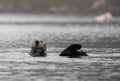 Sea Otter [enhydra lutris] on the central coast of California United States Royalty Free Stock Photo