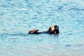 Sea otter [Enhydra lutris] on the central coast at Morro Bay California USA Royalty Free Stock Photo