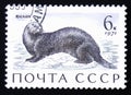 Sea otter Enhydra lutris, circa printed in USSR, circa 1971