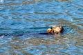 Sea otter eating a crab in Resurrection Bay in Kenai Fjords National Park on the Kenai peninsula in Seward Alaska Royalty Free Stock Photo