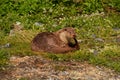 Sea otter or enhydra lutris on a meadow who cleaned