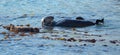 Sea otter [Enhydra lutris] mother with baby pup on the central coast at Morro Bay California USA Royalty Free Stock Photo