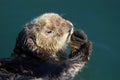 Sea otter, Enhydra lutris, in Pacific ocean Royalty Free Stock Photo