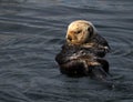 Sea otter, Enhydra lutris, in Pacific ocean Royalty Free Stock Photo