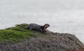 Sea otter resting on seaside rock Royalty Free Stock Photo