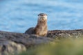 Sea otter resting on seaside rock Royalty Free Stock Photo