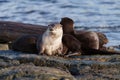 Sea otter resting on seaside rock Royalty Free Stock Photo