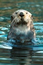 Sea Otter (Enhydra lutris) Royalty Free Stock Photo