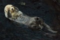 Sea otter Enhydra lutris