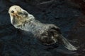 Sea otter Enhydra lutris Royalty Free Stock Photo