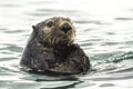 Sea Otter Enhydra lutris swimming in the water. Russia, Kamchatka, nearby Cape Kekurny, Russian bay