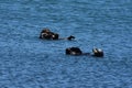 Sea Otter Families Floating in the Pacific Ocean Royalty Free Stock Photo