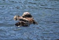 Sea Otter Family Floating in the Pacific Ocean Royalty Free Stock Photo