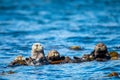 Sea otter family in Quatsino Sound, Vancouver Island, BC Canada. Royalty Free Stock Photo