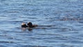 Sea Otter Family Royalty Free Stock Photo