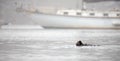 Sea Otter feeding while floating in front of anchored boat in Morro Bay on the central coast of California United States Royalty Free Stock Photo