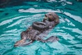 Sea otter feeding in zoo Royalty Free Stock Photo