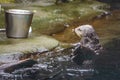 Sea otter feeding in zoo Royalty Free Stock Photo