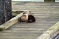 Sea Otter at Fernwood Dock, Salt Spring Island, BC