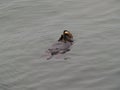 Sea Otter Floating On Back Eating From Sea Sheel Royalty Free Stock Photo