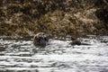 Sea otter floating on the bay in Alaska