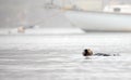 Sea otter floating in front of boat in Morro Bay harbor on the central coast of California USA Royalty Free Stock Photo