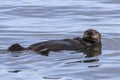 Sea otter floating on his back in the waters