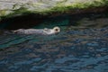 Sea Otter Floating On Its Back Royalty Free Stock Photo