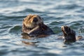 Sea otter floating on its back