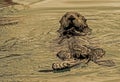 A Sea Otter floating in the ocean looks at the camera. Royalty Free Stock Photo