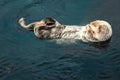 A sea Otter floating