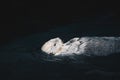 Sea Otter Floating in the Water