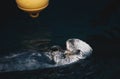 Sea Otter Floating in the Water