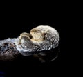 Sea otter floating in the water