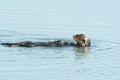 Sea Otter Royalty Free Stock Photo