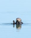 Sea Otter Royalty Free Stock Photo