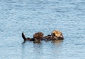 Sea Otter Royalty Free Stock Photo