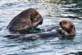 Sea otter grooming at the monterey boat harbor.