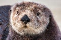 Sea otter grooming at the monterey boat harbor.