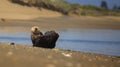 Sea Otter Royalty Free Stock Photo