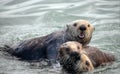 Sea otter with his buddies in coastal Alaska USA