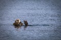 Sea Otter with kelp Royalty Free Stock Photo