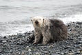 Sea Otter On Land