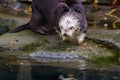 Sea Otter on land