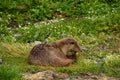 Sea otter on land who bites his cock Royalty Free Stock Photo