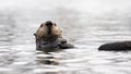 Sea Otter looking at camera while floating on its back in Morro Bay in Central California United States Royalty Free Stock Photo