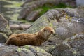 Sea otter looks curious into the camera lens Royalty Free Stock Photo